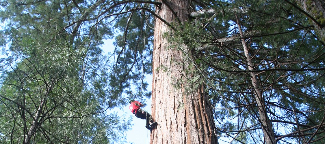 Tree Climbing Student & Campus Life Cornell University